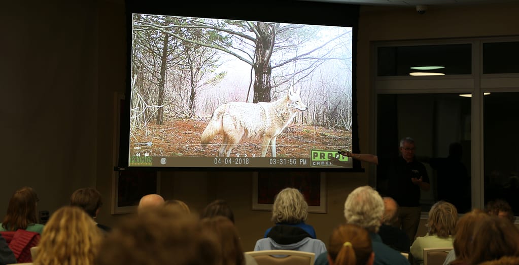 This slide of a coyote is one of Declan McCabe's trail shots that he shared with his audience via slides.