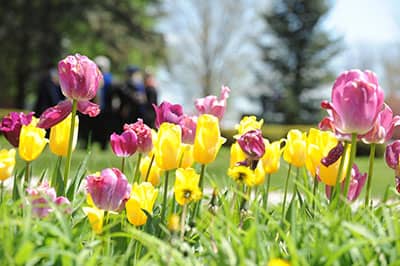 Purple and gold tulips were in full bloom around campus, shining in the sun.